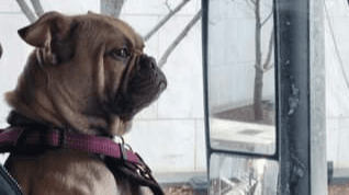 Gunnie-Idellas-current-traveling-companion